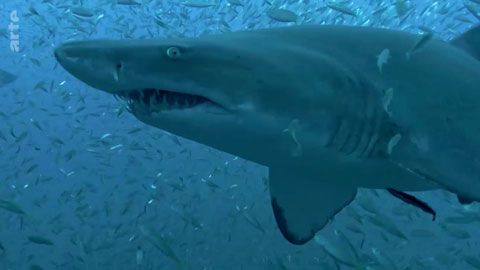 Thumbnail image for 50 nuances de requins