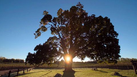 Thumbnail image for Les nourriciers