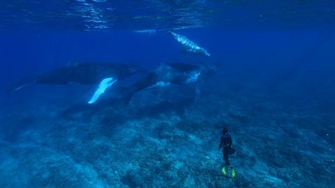 Thumbnail image for La baleine à bosse de Polynésie