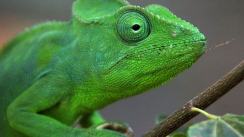 Thumbnail image for Le caméléon de Madagascar