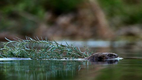 Thumbnail image for Le castor d'Ardèche