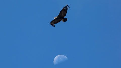 Thumbnail image for Le condor du Pacifique