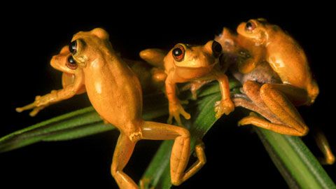 Thumbnail image for La nuit des grenouilles