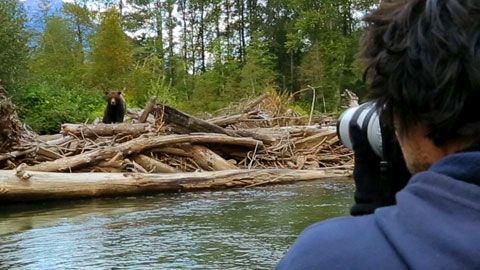 Thumbnail image for Le grizzli du Canada