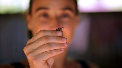 Thumbnail image for Les insectes de Guyane