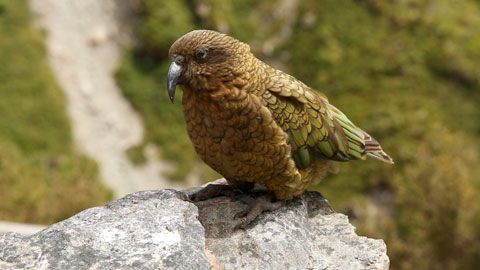 Thumbnail image for Le kéa de Nouvelle Zélande
