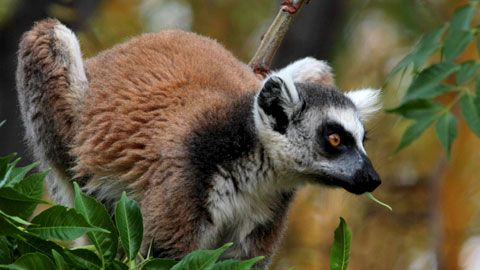 Thumbnail image for Le lémurien de Madagascar