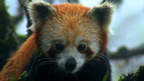 Thumbnail image for Le panda roux de l'Himalaya
