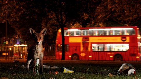 Thumbnail image for Le renard de Londres
