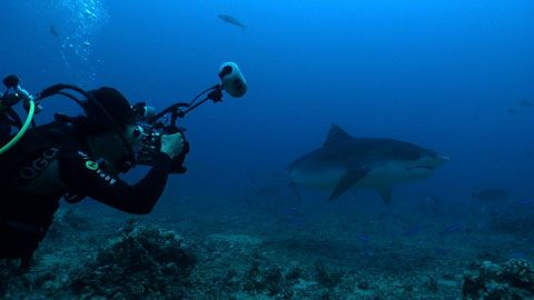 Thumbnail image for Le requin de Tahiti