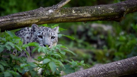 Thumbnail image for Un chantier pharaonique