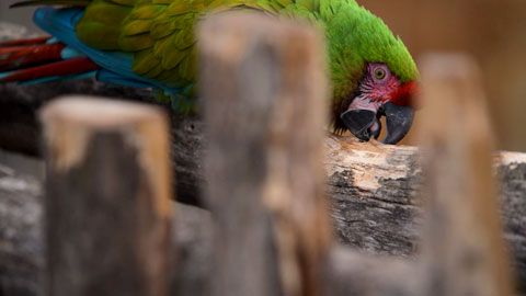 Thumbnail image for Animaux en danger