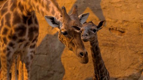 Thumbnail image for Une erreur grossière