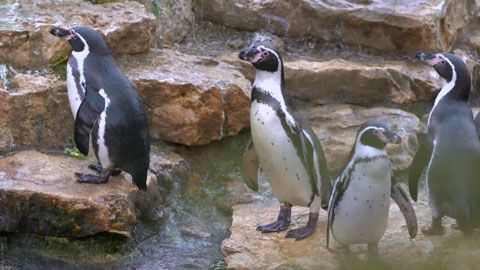 Thumbnail image for Vague de froid