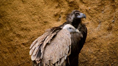 Thumbnail image for Un transfert à haut risque