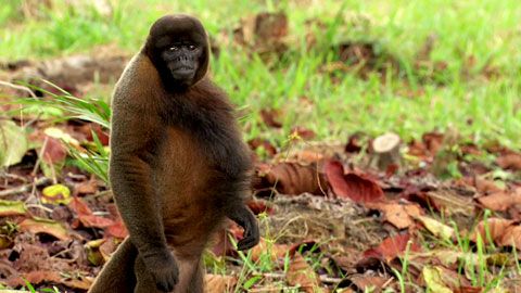 Thumbnail image for On l'appelle Tchayu