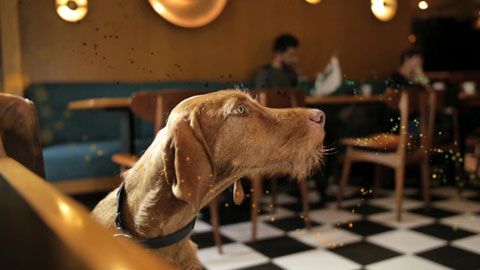 Thumbnail image for Le chien, enquête sur un animal familier