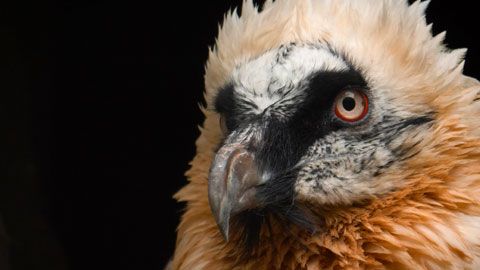 Thumbnail image for Vive avec les vautours gypaètes