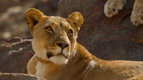 Thumbnail image for Vivre avec les lions du désert