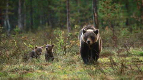 Thumbnail image for Vivre avec les ours des Carpates