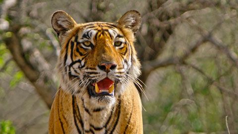 Thumbnail image for Vive avec les tigres du Bengale