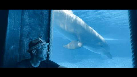 Thumbnail image for Delphinarium, game over ?