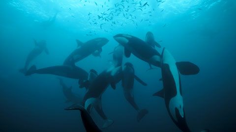 Thumbnail image for Le festin des orques