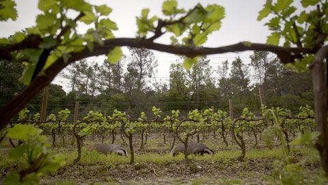 Thumbnail image for L'empire de la vigne