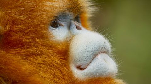 Thumbnail image for Les singes dorés du Hubei