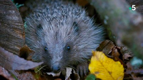 Thumbnail image for Le voyage épique d'un hérisson