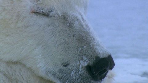 Thumbnail image for L'homme qui aimait les ours