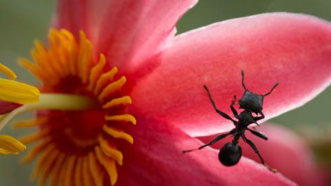 Thumbnail image for La jungle aux fourmis