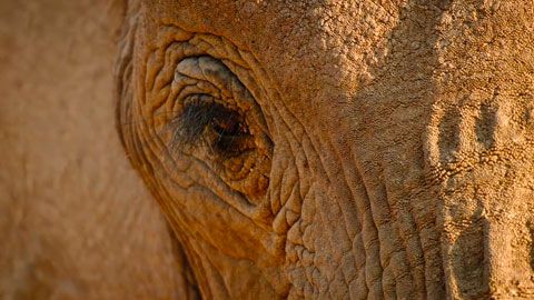 Thumbnail image for Kalahari, l'autre loi de la jungle - Acte 1