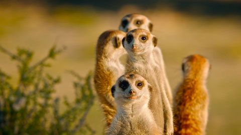 Thumbnail image for Kalahari, l'autre loi de la jungle - Acte 2