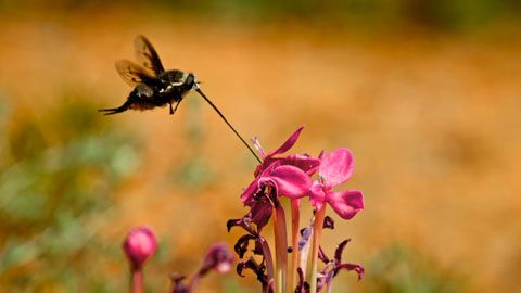 Thumbnail image for Dans les secrets de la collaboration animale