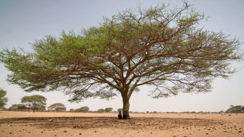 Thumbnail image for L’arbre qui cache la forêt
