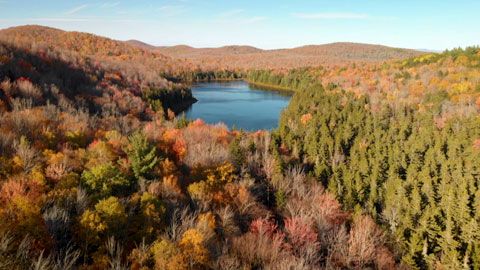 Thumbnail image for La renaissance des forêts de Nouvelle-Angleterre