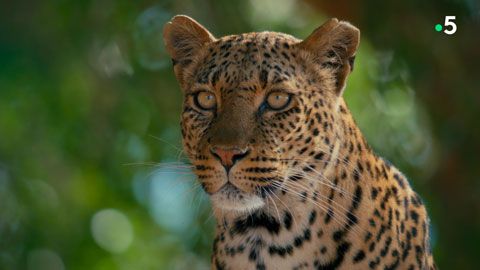 Thumbnail image for Mashatu - Terre de léopards