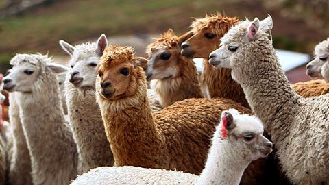 Thumbnail image for Kallawayas, le peuple guérisseur