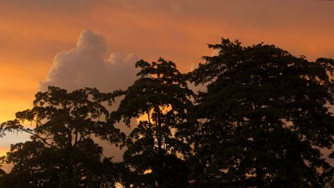 Thumbnail image for Papouasie-Nouvelle Guinée, une brigade contre les serpents
