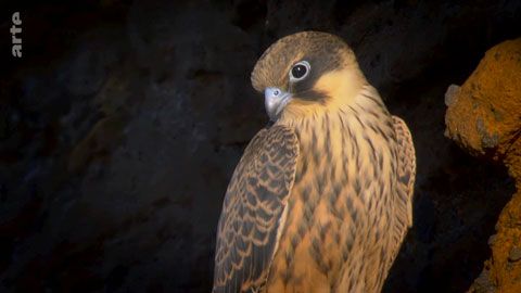 Thumbnail image for Le faucon d'Eléonore