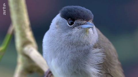 Thumbnail image for La fauvette à tête noire