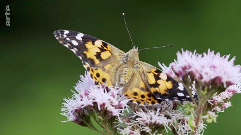 Thumbnail image for Le papillon Belle-Dame