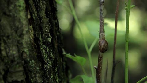 Thumbnail image for La magie du Spreewald