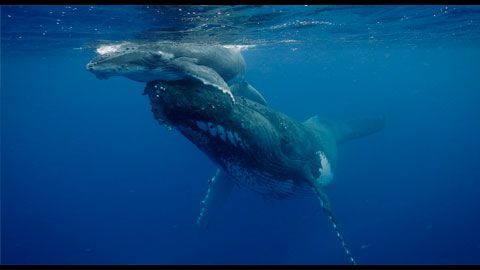 Thumbnail image for Ocean Souls