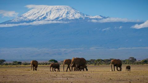 Thumbnail image for Le voyage de l'éléphant d'Afrique