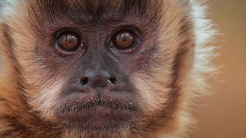 Thumbnail image for Le voyage du singe d'Amérique du Sud