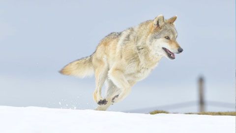 Thumbnail image for L'odyssée du loup