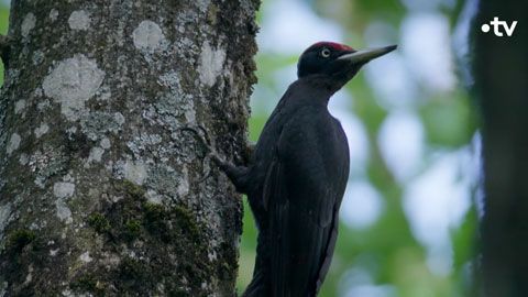 Thumbnail image for Dr Pic Noir, urgence des bois