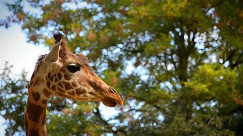 Thumbnail image for Monsieur Sacha